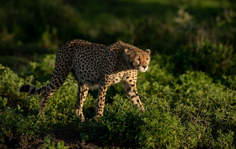 2 Days Mikumi National Park Safari