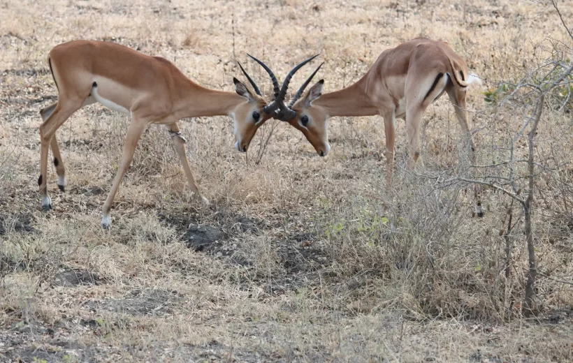 3 Days Nyerere National Park safari