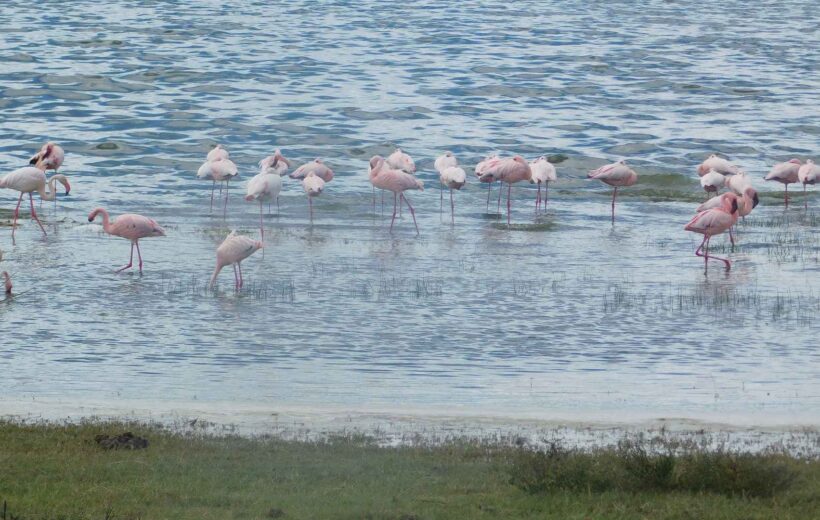 Lake Manyara National Park Day Trip