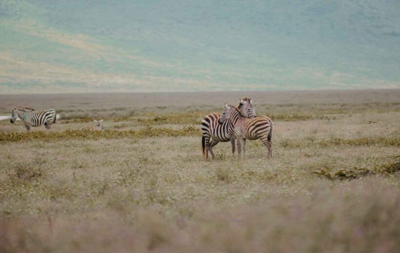 4 Days Tanzania Classic Lodge Safari