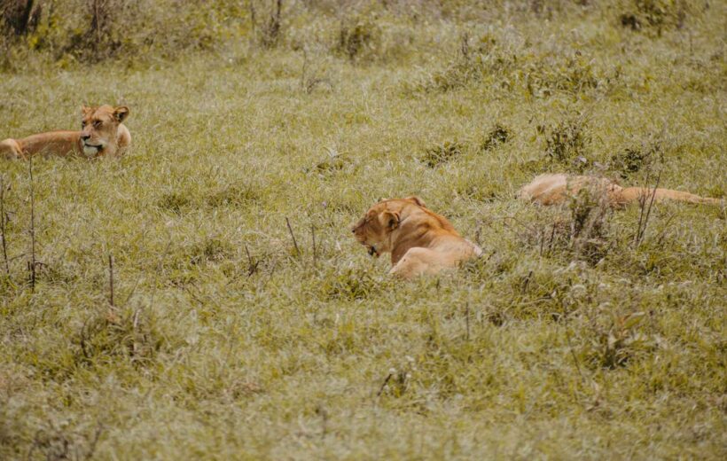 6 Days Tanzania Luxury Safari Experience