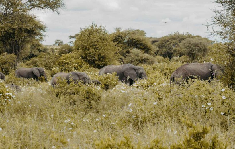 Tarangire National Park Day Trip